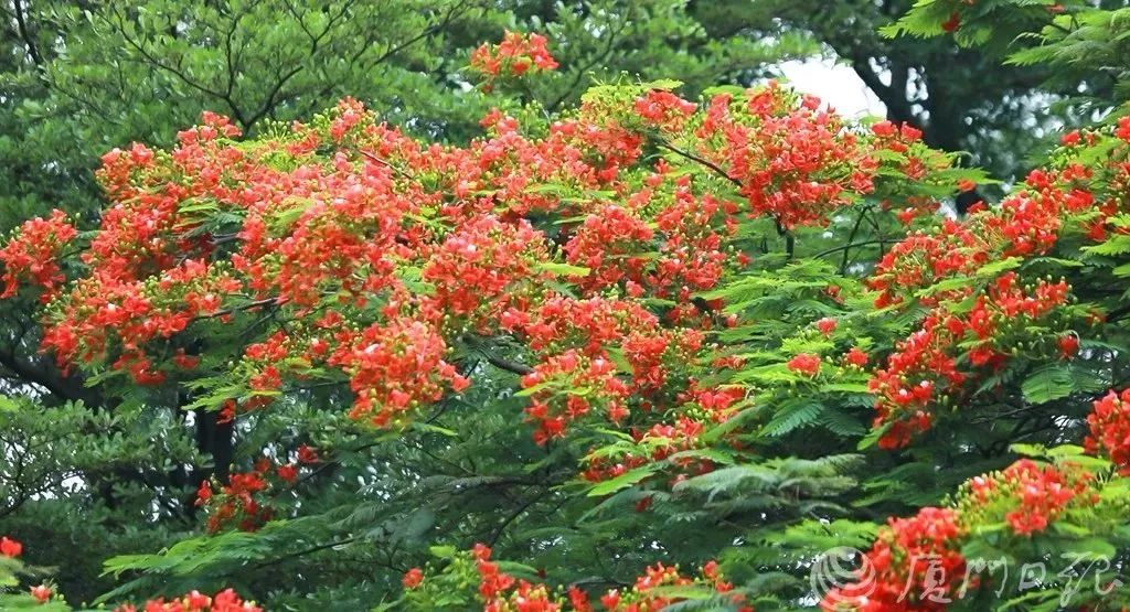 超美航拍5月的廈門就這樣被火紅的鳳凰花承包了