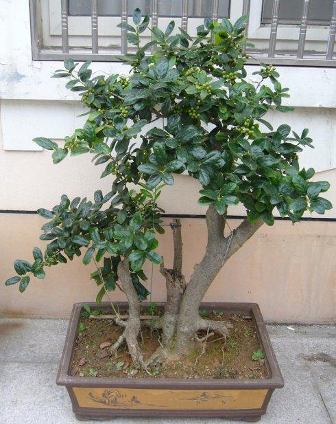 原创家养一盆枸骨盆景叶片青翠风景好从年头赏到年尾