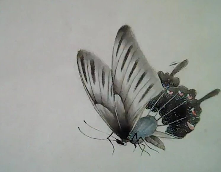 单个蝴蝶工笔画图片图片