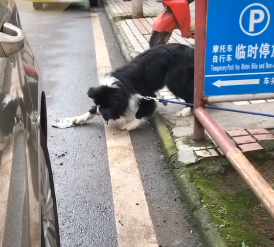 边牧的狗盆被汽车压扁,狗子扒着狗碗碰瓷,狗:赔我的碗