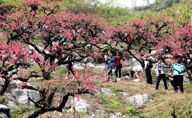 遊客在李洞村桃花谷觀賞桃花.