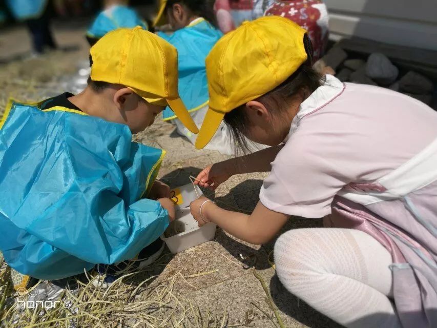 幼儿园油菜籽主题活动图片