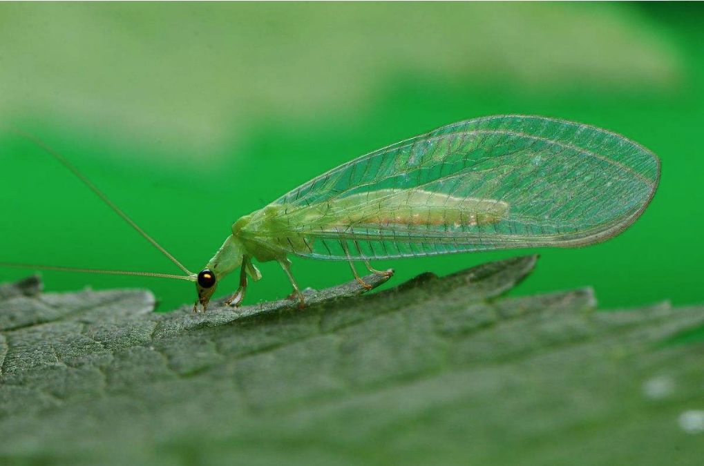 (草蛉)化学防治:1,粉虱防治药剂:吡虫啉,啶虫脒,吡蚜酮,阿维菌素,噻虫