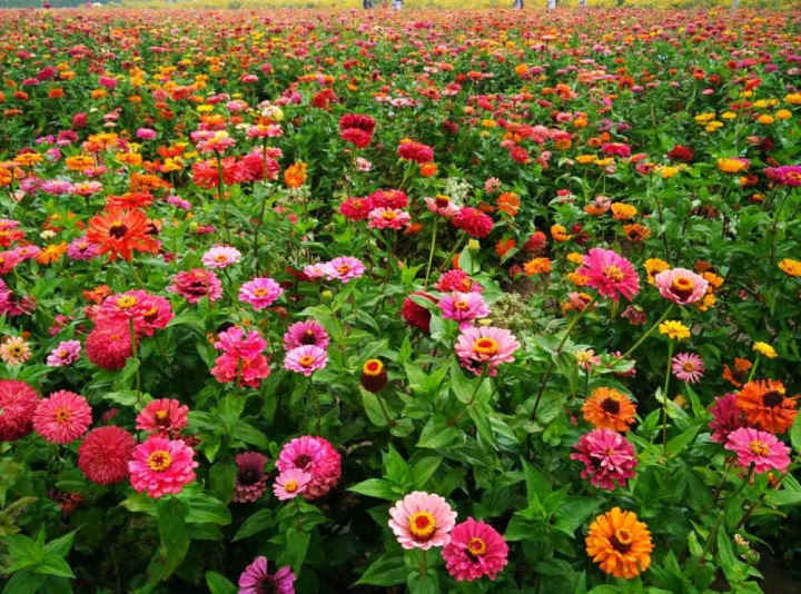 花海小镇1号院:延庆首家玻璃栈道民宿