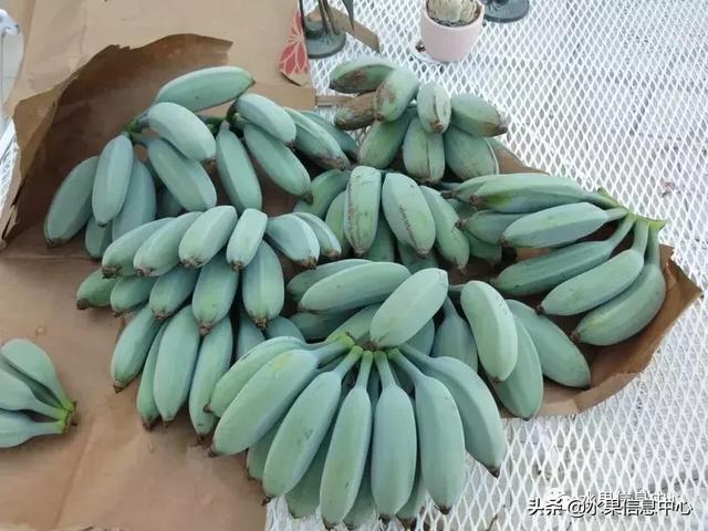 香蕉界的蒂凡尼拥有香草冰淇淋口感的蓝色爪哇香蕉