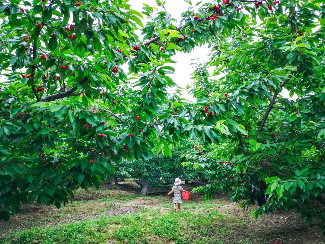 六一端午去哪玩畅游通州万亩樱桃园共度亲子好时光