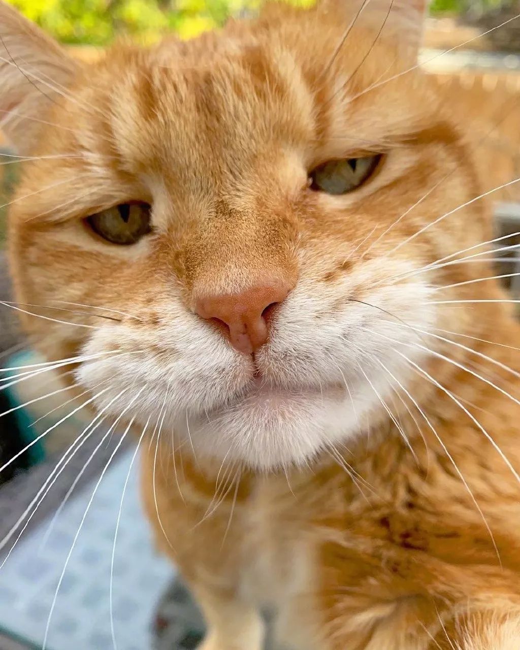 暴躁猫咪sherman,像不像被迫早起的你本人?