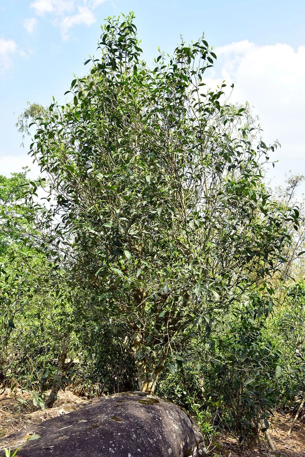 最美茶山遇见你曼岗拼古树茶我们从来不虚