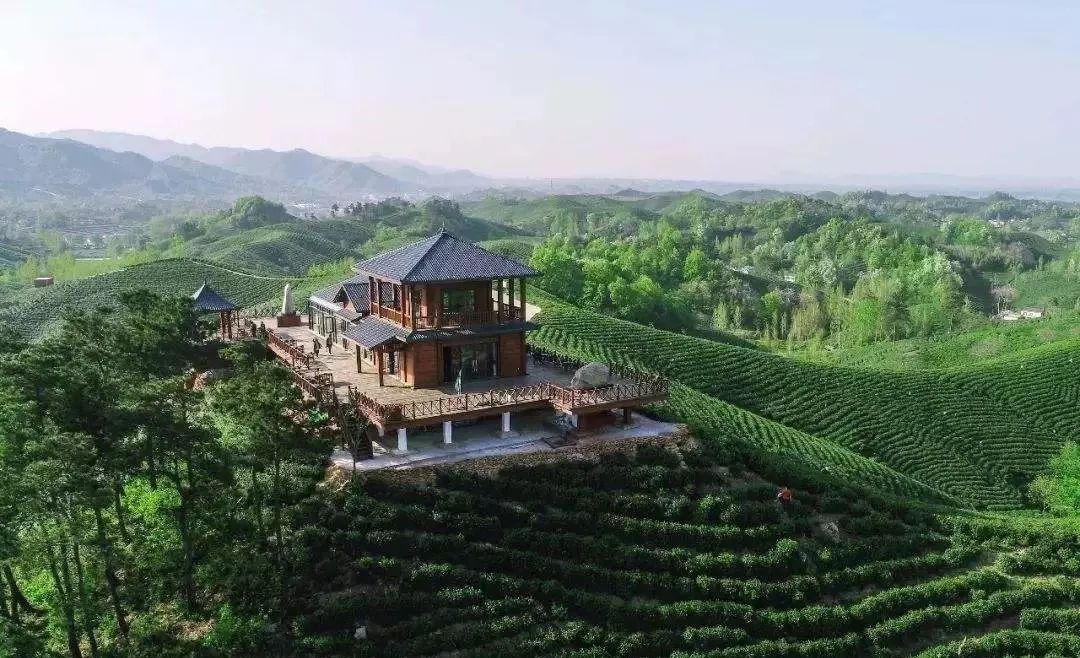 这个地方不仅入选中国美丽茶园还正在打造国家4a级景区