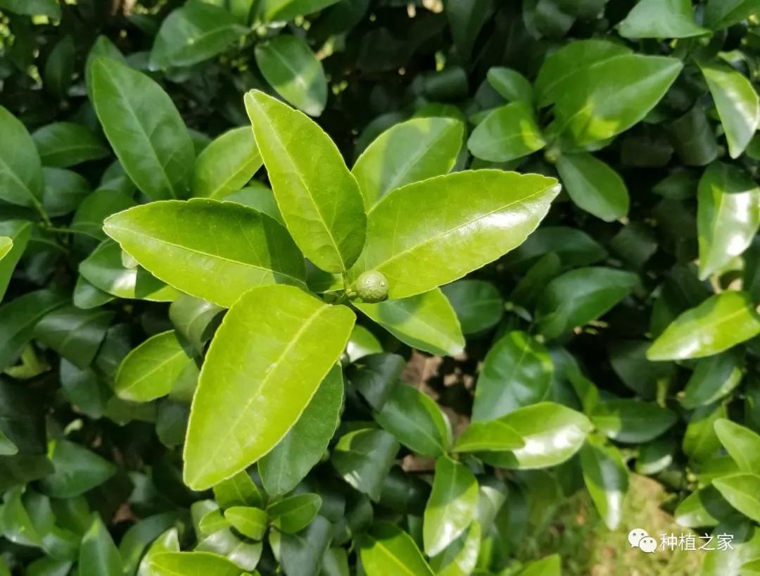 最近,还有沙糖桔果农在纠结,第二次生理落果期缺肥了,不知道是否能