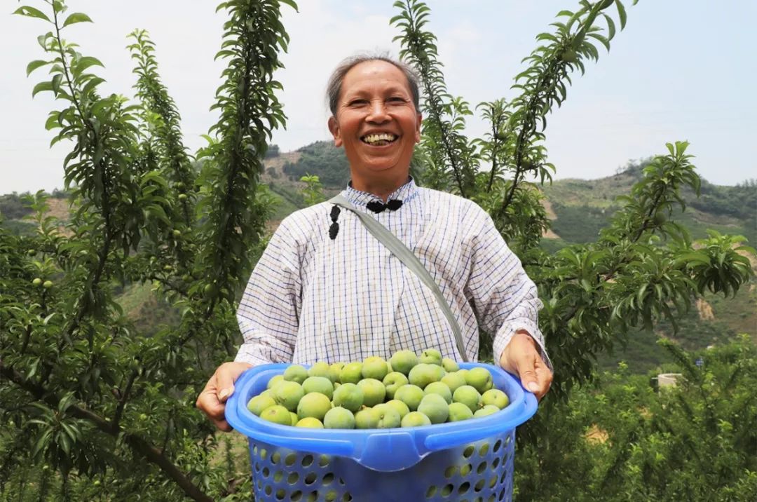 镇宁六马李子熟了