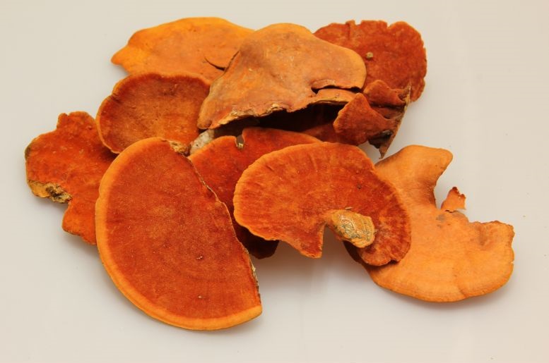 夏季可以吃灵芝吗井冈仙草的建议