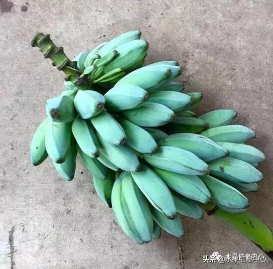 比起我们熟悉的香芽蕉(cavendish),瓜哇蓝蕉是一种外观上更短更丰满
