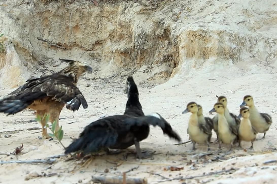 老鹰捕食小鸭子被鸭妈妈摁在地上摩擦揍的老鹰怀疑鸟生
