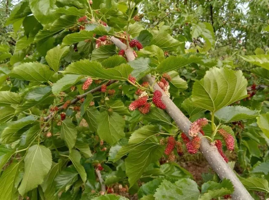 我在洋河新区沉醉不知归