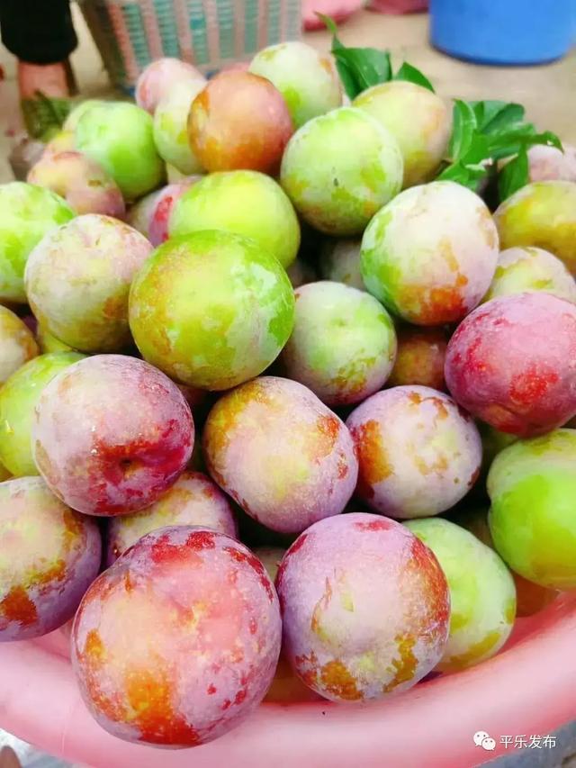 6月6日桂林平乐同安李子采摘节有李相约