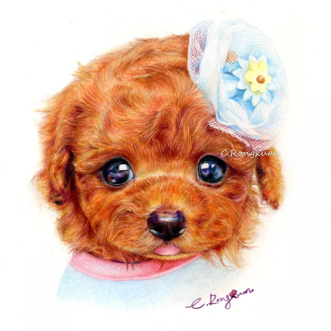 ▼动物篇画风细腻,色彩绚丽花卉,美食等精细彩铅画擅长动物美食,多肉