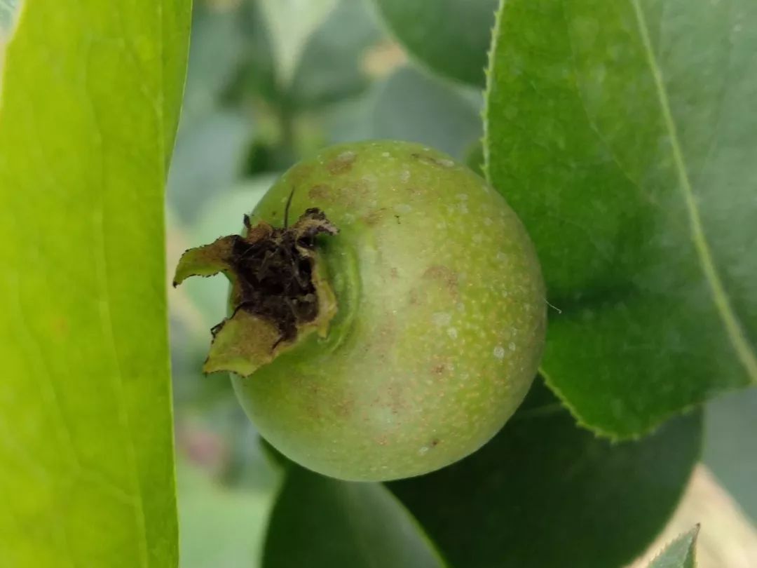 磷酸二氢钾总结作用使用方法以及注意事项真假识别