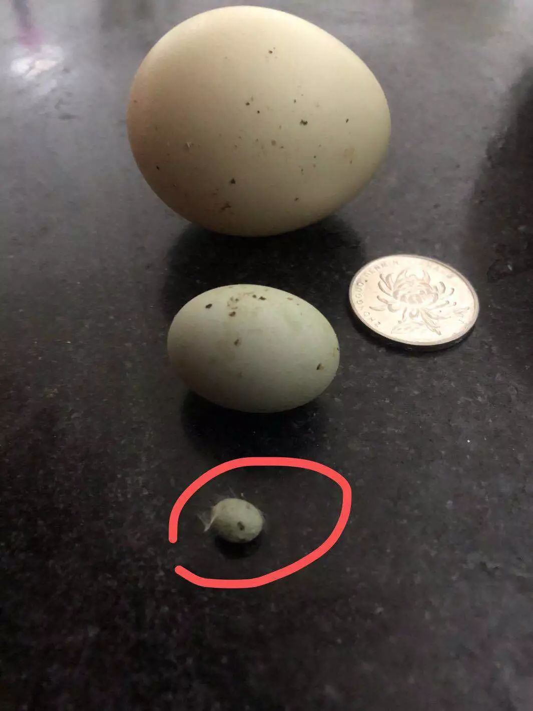 泰兴发现超小鸡蛋需用放大镜才能看清预申报吉尼斯