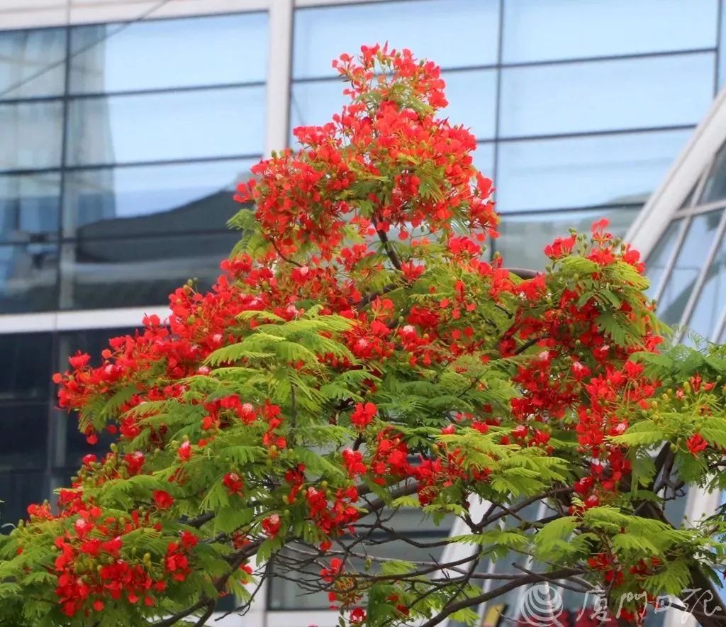 超美航拍5月的廈門就這樣被火紅的鳳凰花承包了