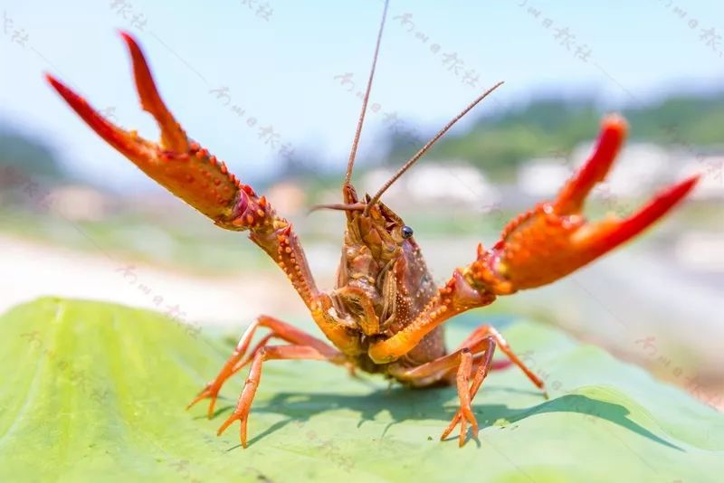 送福利了3000斤新鲜的荷田龙虾免费嗨