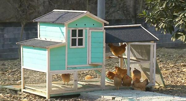 女海归回乡养鸡的酸甜苦辣