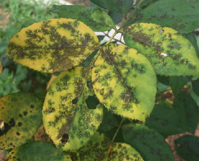 月季花是药罐子常见10种病虫害预防第一救治第二