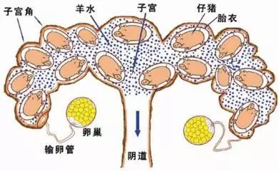 非瘟压力下不要自乱阵脚,了解了这个问题就赢了百分之八十!_母猪