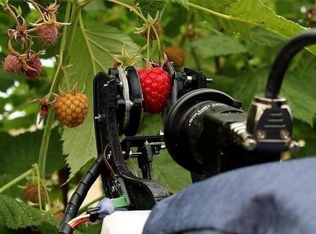 "覆盆子采摘专员" 英国这个ai机器人每天能摘2.5万颗