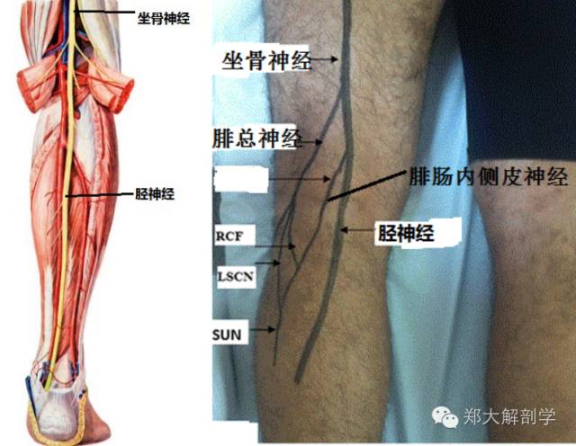 左小腿解剖图图片