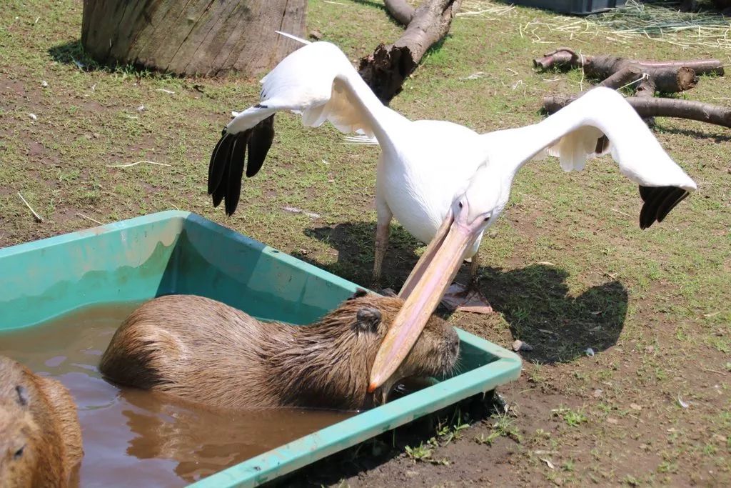 佛系·少年我的定位我觉得有必要向你们重新介绍一下我自己很多人对我