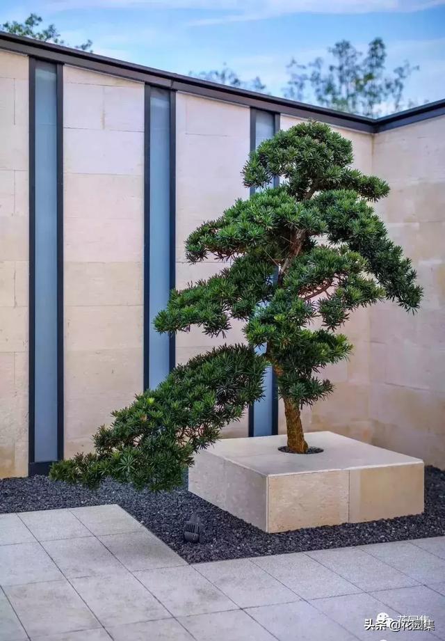 庭院中的"松石配",简直是造景艺术里的经典拍档