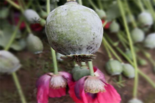 邦洞街道连续出击破获4起罂粟种植案_毒品