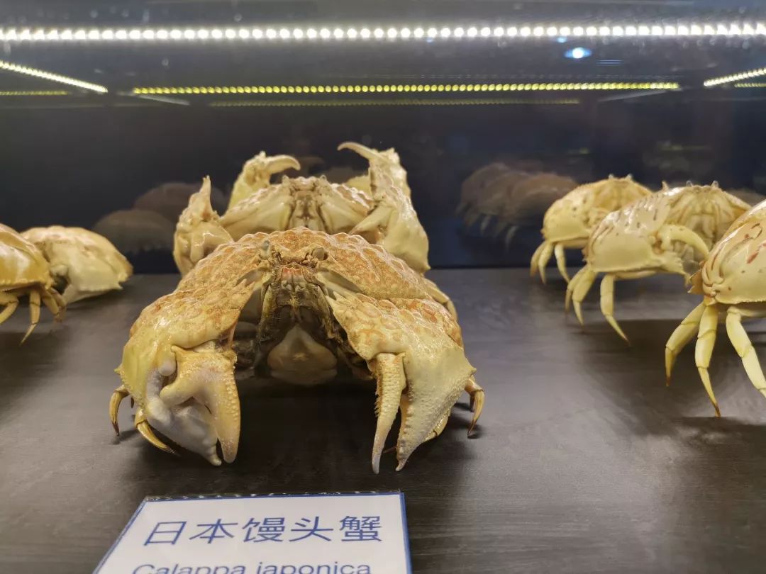 武士脸螃蟹,螃蟹_大山谷图库