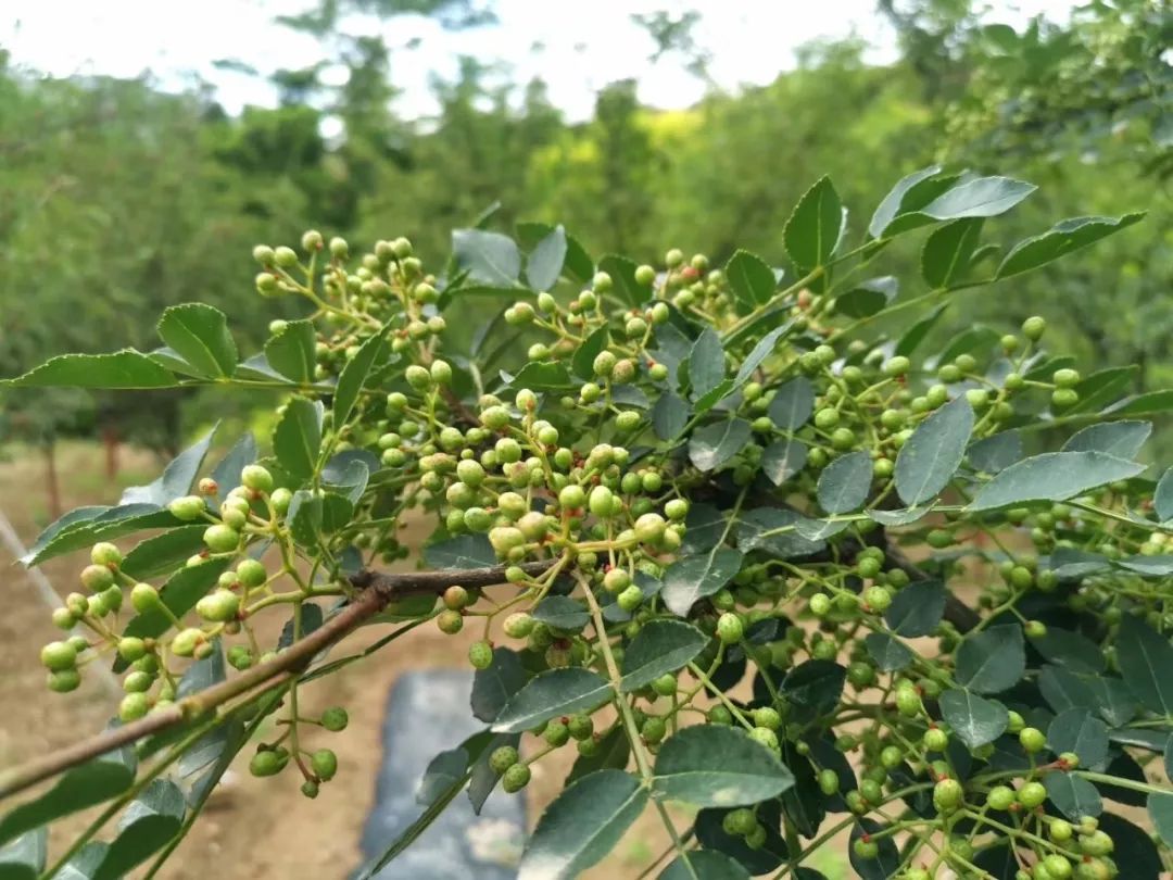 蒿林動態蒿林鄉加強花椒管護助推群眾增收