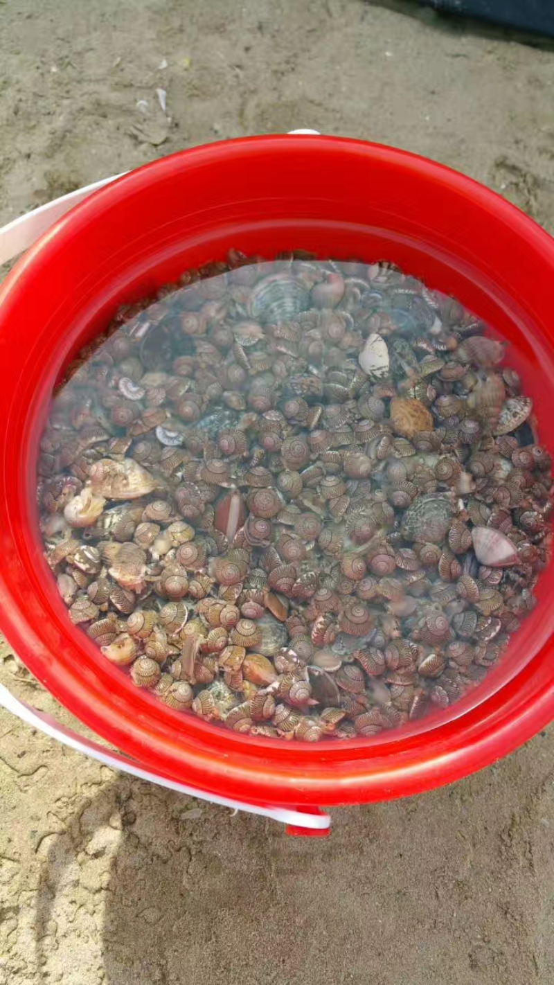 海上众多浮漂之中,这水下尽是财富,海蛎子,扇贝,海参都在这片海域之下