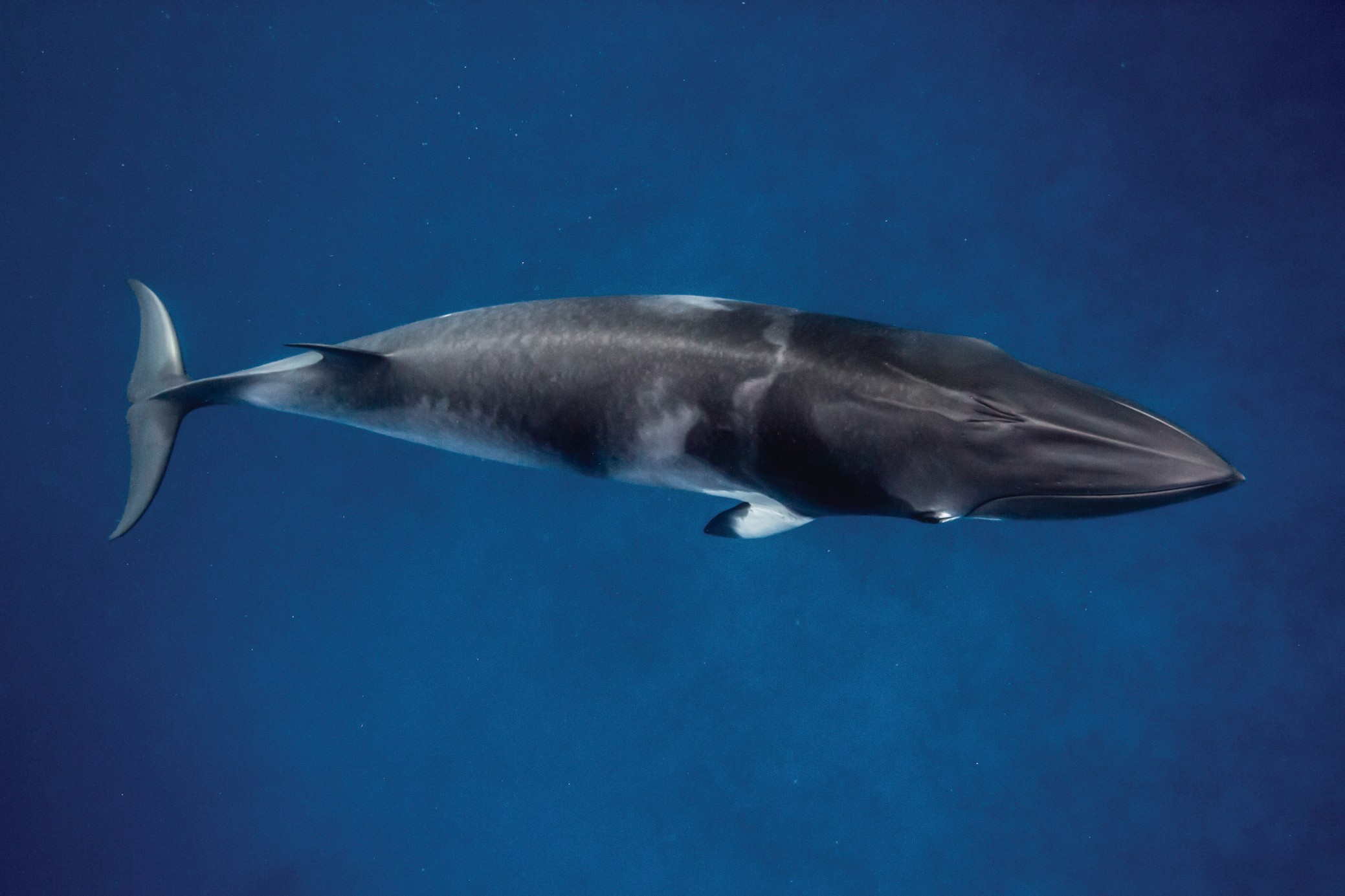 小须鲸大堡礁共享潜水艇除了共享潜水艇游览,大堡礁的游客们可以浮潜