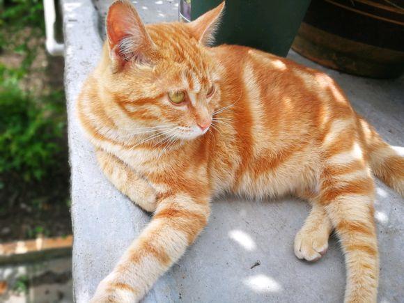 网友晒了自家养的橘猫我看了眼真是太漂亮了