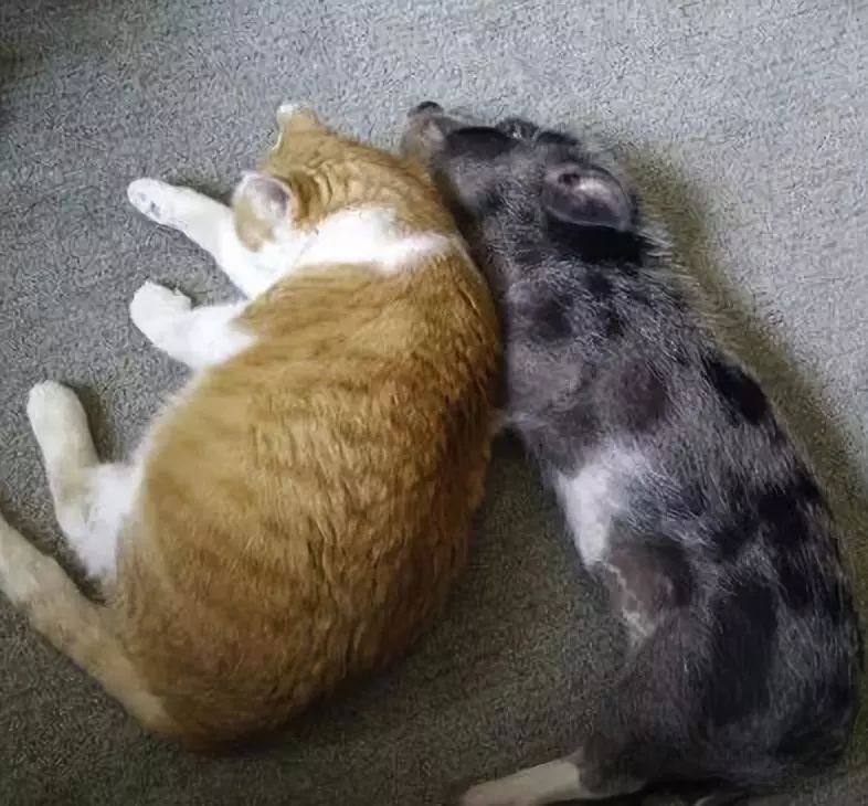 渐渐地当年那只小猪猪也长大了变得跟cloud差不多体