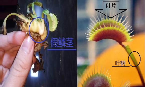 捕蝇草的叶片是一种叶的变态(话说咱们食虫植物大多都是叶的变态),那