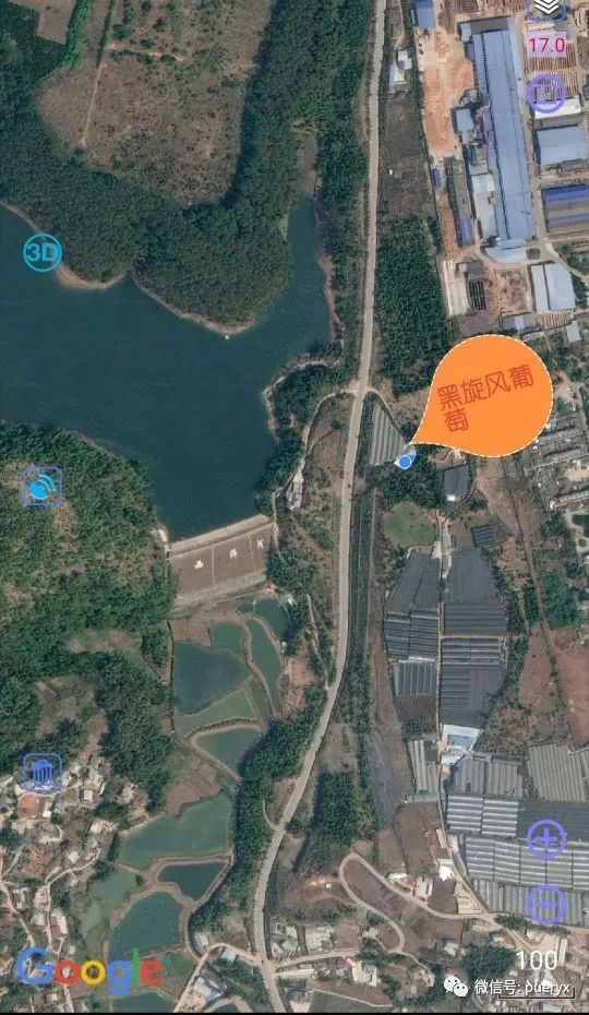 宁洱县西洱河卫星地图把黑旋风葡萄,带回家,送家人,送朋友,是一种深深