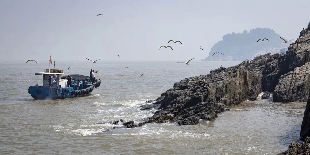 点赞!洞头鸟岛有这样一群"护鸟使者"!