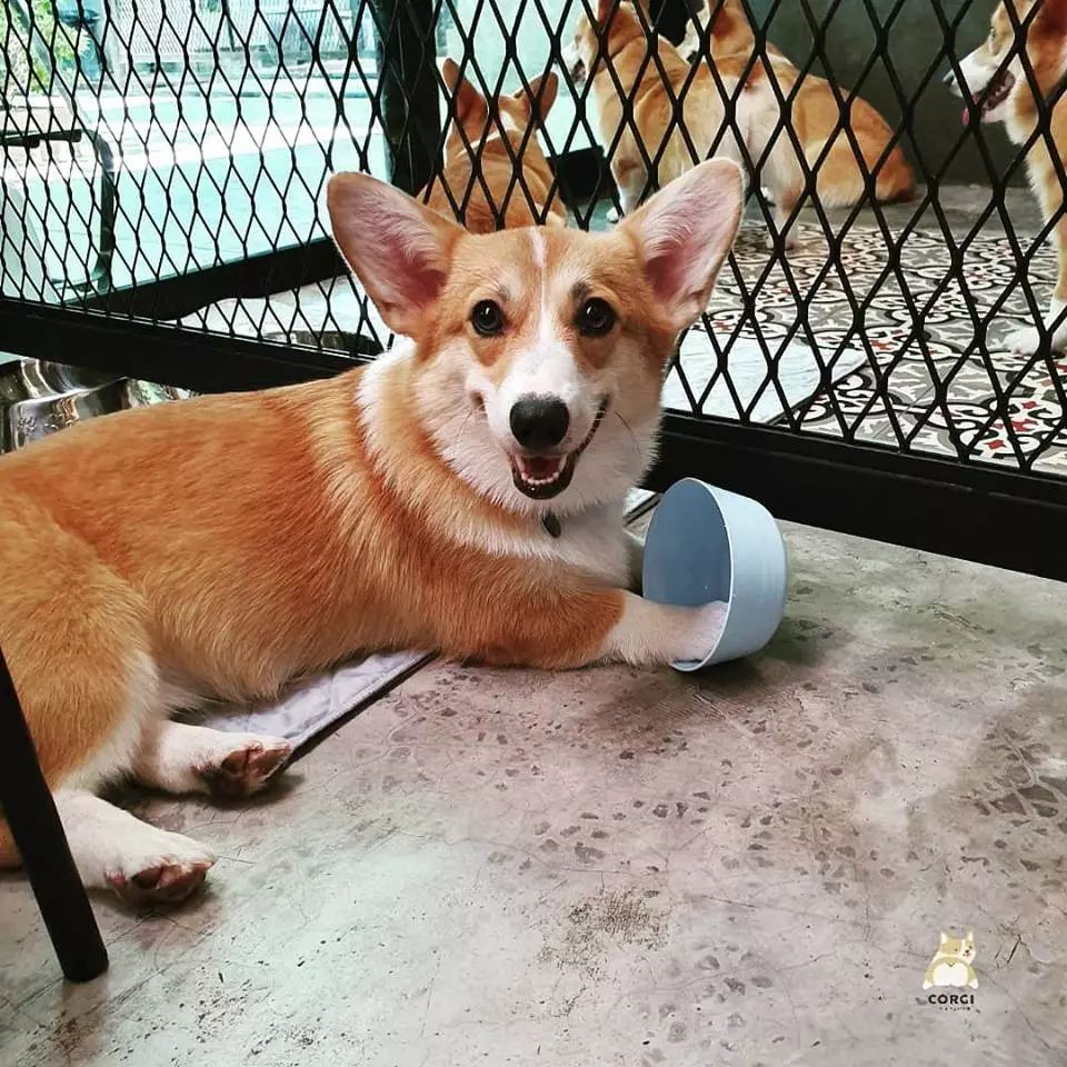 曼谷热门打卡地,超可爱柯基咖啡馆!12只柯基犬陪你喝咖啡