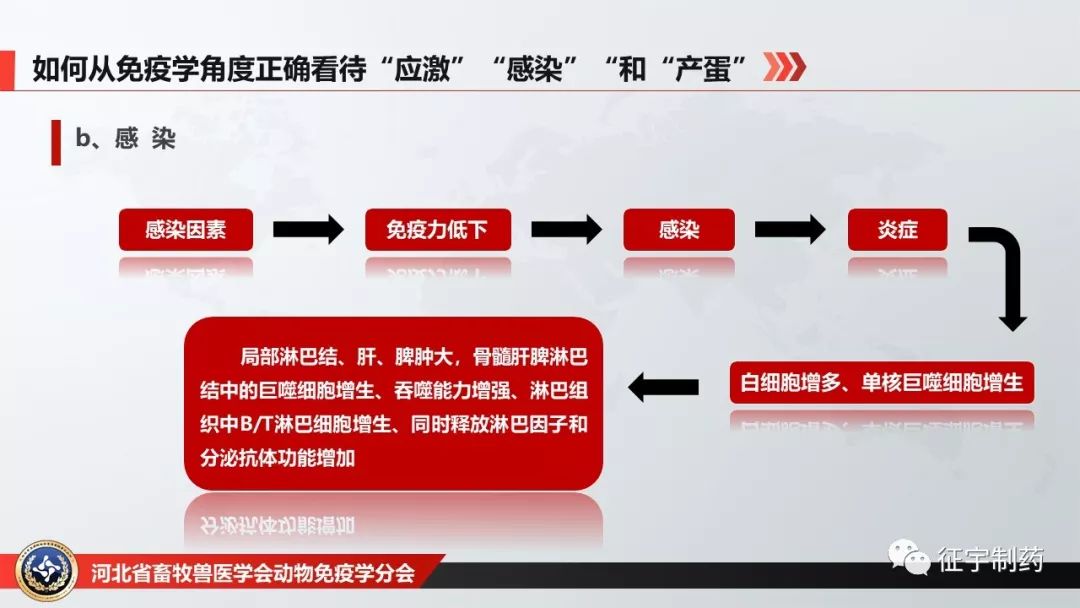 力发展论坛最强笔记 | 当前家禽免疫抑制病现状致病因素及防控进展