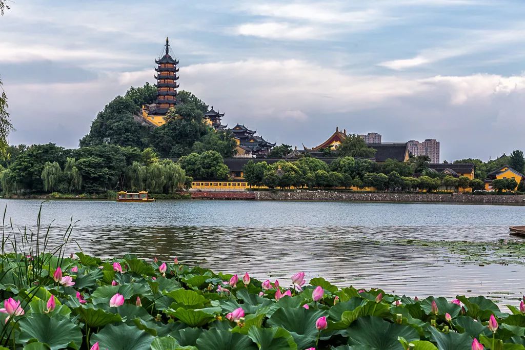 镇江宣布入夏小金山湖荷叶初生美景渐近