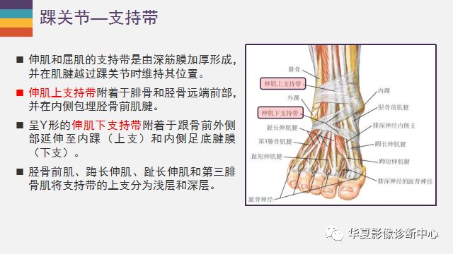 踝关节详细解剖尽在这里