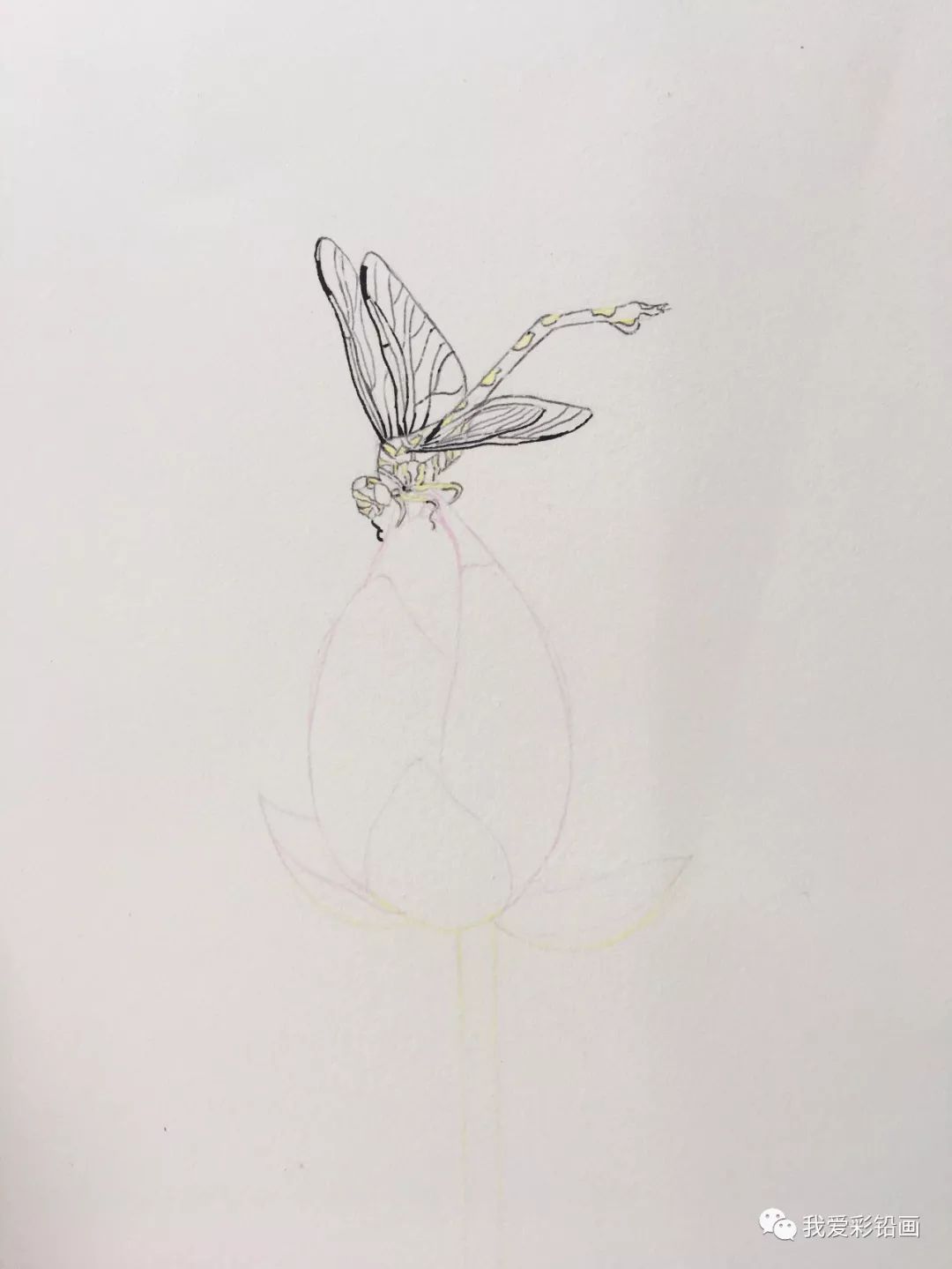 手把手教你画彩铅小荷才露尖尖角早有蜻蜓立上头