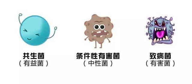 你的第二大脑竟决定了你的胖瘦