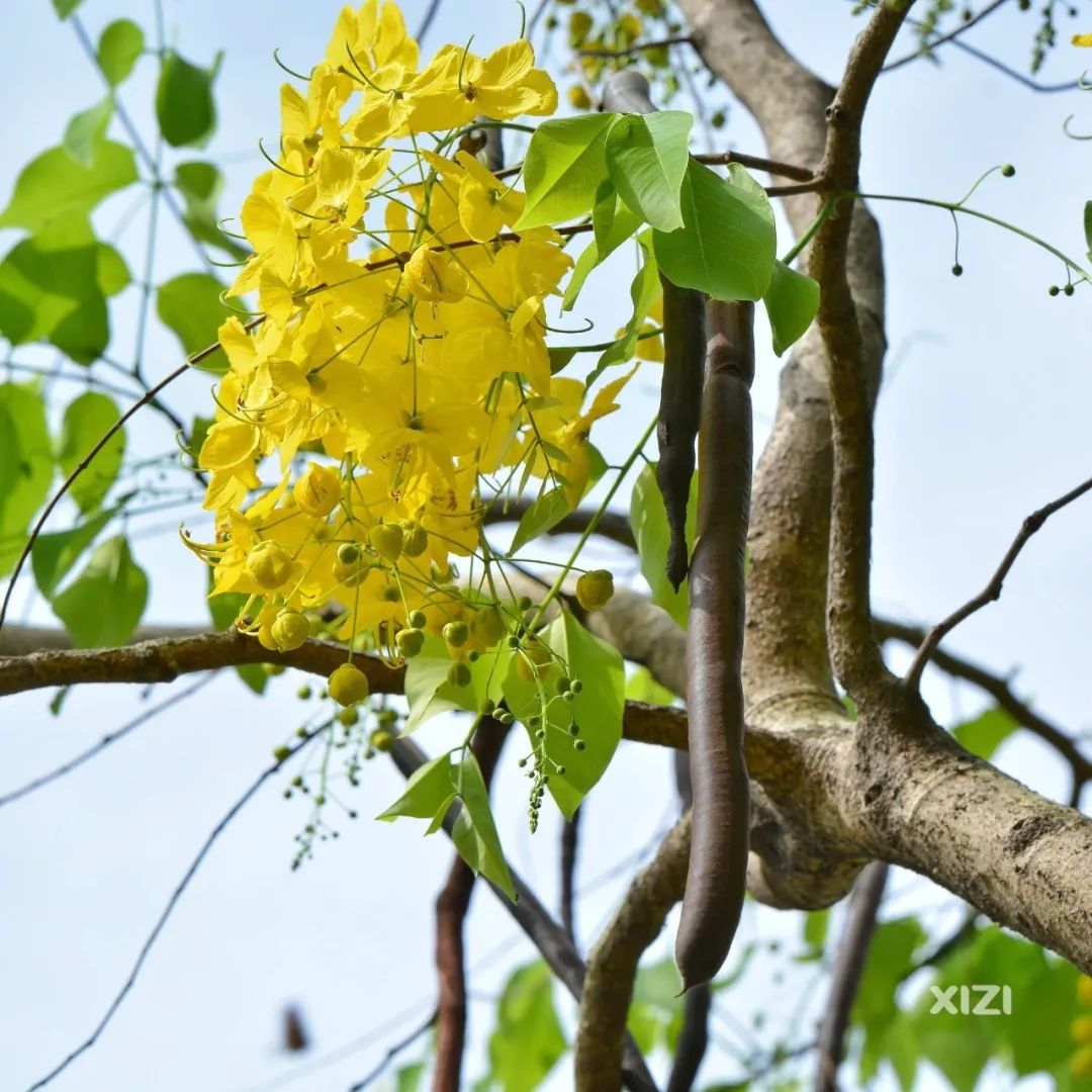 腊肠吃得多但这种果实长得像腊肠的树惠东人有见过吗