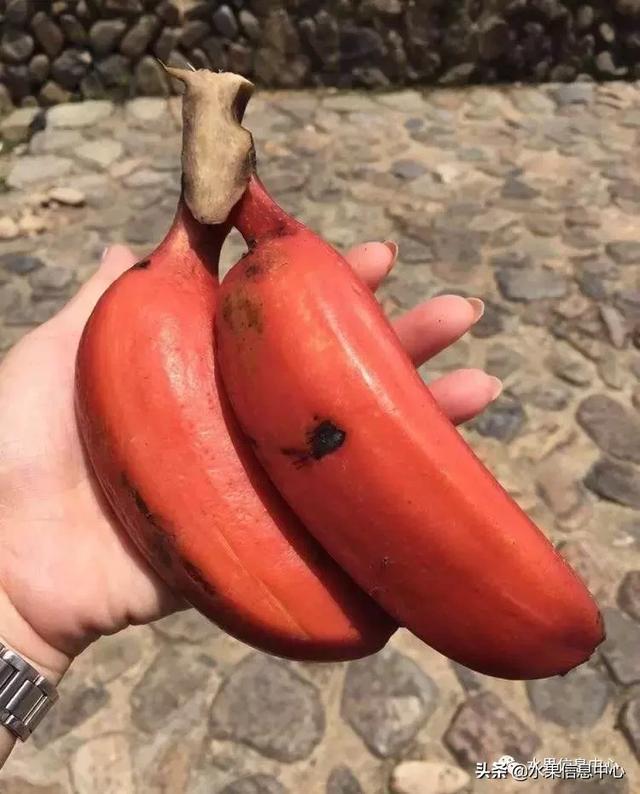 香蕉界的蒂凡尼拥有香草冰淇淋口感的蓝色爪哇香蕉